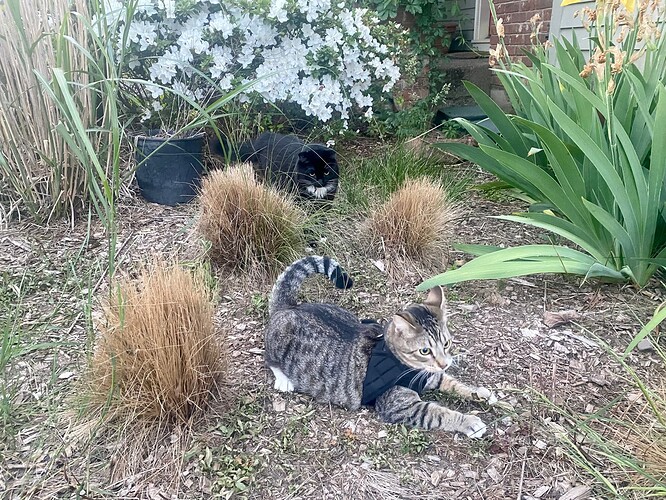 IMG_9568
