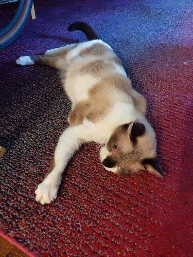 15994325885863041428409263731689