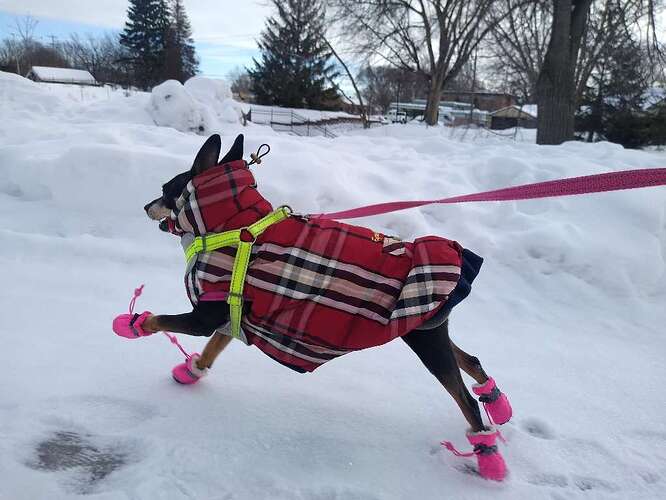 TimeToPet-1674765327298