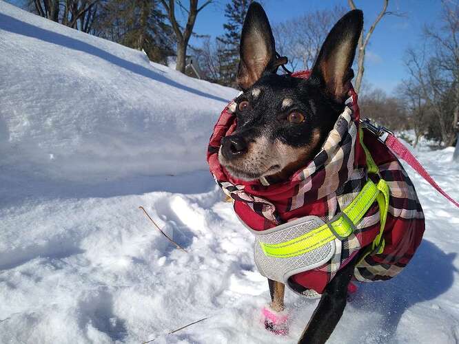 TimeToPet-1674849950441