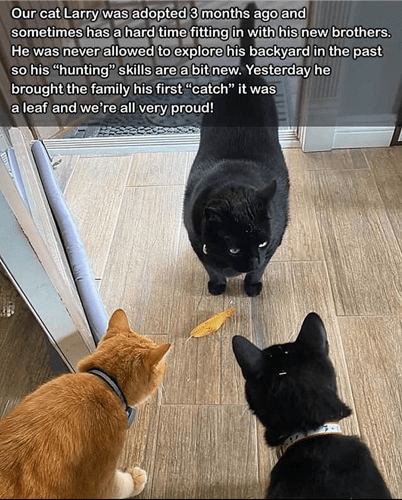 Screenshots_2022-07-10-14-47-56