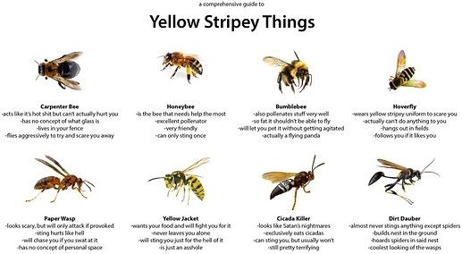 ouchieinsects