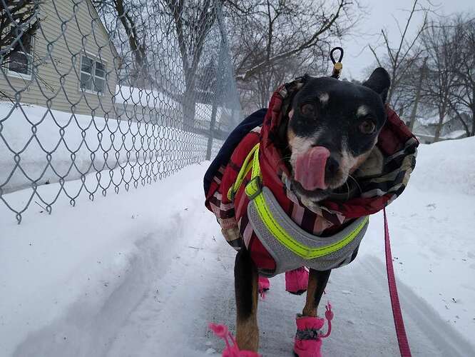 TimeToPet-1677094628647