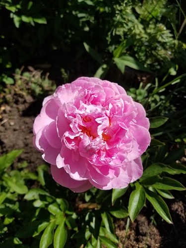 pink peony